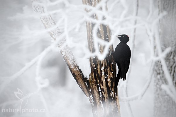 Datel černý (Dryocopus martius) , Datel černý (Dryocopus martius), Black Woodpecker, Autor: Ondřej Prosický | NaturePhoto.cz, Model: Canon EOS-1D Mark III, Objektiv: Canon EF 500mm f/4 L IS USM, Ohnisková vzdálenost (EQ35mm): 650 mm, fotografováno z ruky (IS), Clona: 6.3, Doba expozice: 1/320 s, ISO: 400, Kompenzace expozice: +1, Blesk: Ne, Vytvořeno: 13. února 2010 12:54:50, Lužické hory (Česko) 