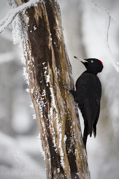 Datel černý (Dryocopus martius) , Datel černý (Dryocopus martius), Black Woodpecker, Autor: Ondřej Prosický | NaturePhoto.cz, Model: Canon EOS-1D Mark III, Objektiv: Canon EF 500mm f/4 L IS USM, Ohnisková vzdálenost (EQ35mm): 650 mm, fotografováno z ruky (IS), Clona: 6.3, Doba expozice: 1/320 s, ISO: 400, Kompenzace expozice: +1, Blesk: Ne, Vytvořeno: 13. února 2010 12:56:02, Lužické hory (Česko)