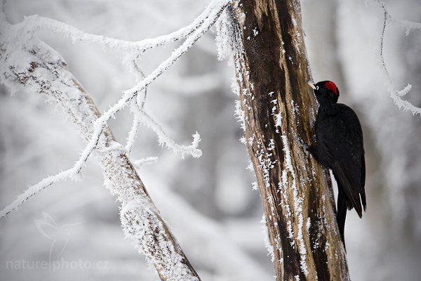 Datel černý (Dryocopus martius), Datel černý (Dryocopus martius), Black Woodpecker, Autor: Ondřej Prosický | NaturePhoto.cz, Model: Canon EOS-1D Mark III, Objektiv: Canon EF 500mm f/4 L IS USM, Ohnisková vzdálenost (EQ35mm): 650 mm, fotografováno z ruky (IS), Clona: 6.3, Doba expozice: 1/320 s, ISO: 400, Kompenzace expozice: +1, Blesk: Ne, Vytvořeno: 13. února 2010 12:56:01, Lužické hory (Česko)