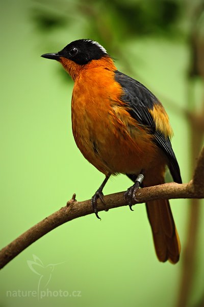 Snovač žluví (Ploceus galbula), Snovač žluví (Ploceus galbula), Rueppell´s Weaver, Autor: Ondřej Prosický | NaturePhoto.cz, Model: Canon EOS 5D Mark II, Objektiv: Canon EF 500mm f/4 L IS USM, Ohnisková vzdálenost (EQ35mm): 500 mm, fotografováno z ruky (IS), Clona: 4.5, Doba expozice: 1/250 s, ISO: 1600, Kompenzace expozice: 0, Blesk: Ne, Vytvořeno: 7. května 2010 16:11:33, Avifauna (Holandsko)