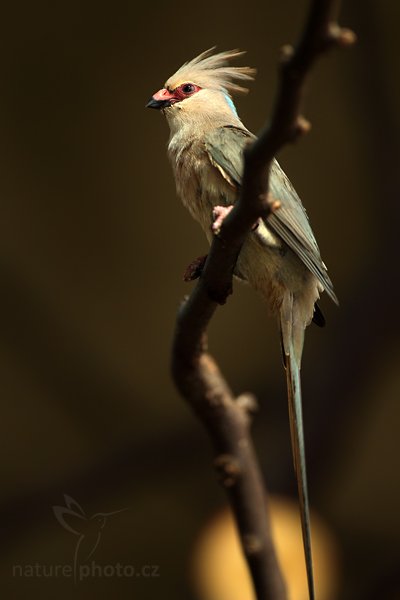 Myšák dlouhoocasý (Urocolius macrourus), Myšák dlouhoocasý (Urocolius macrourus) Blue-nated Mousbird, Autor: Ondřej Prosický | NaturePhoto.cz, Model: Canon EOS 5D Mark II, Objektiv: Canon EF 500mm f/4 L IS USM, Ohnisková vzdálenost (EQ35mm): 500 mm, fotografováno z ruky (IS), Clona: 4.5, Doba expozice: 1/60 s, ISO: 800, Kompenzace expozice: 0, Blesk: Ano, Vytvořeno: 10. dubna 2010 14:49:14, ZOO Berlin (Německo) 