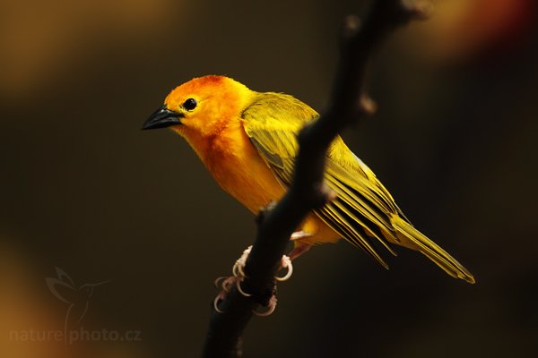 Snovač východoafrický (Ploceus castaneiceps), Snovač východoafrický (Ploceus castaneiceps) Taveta Golden Weaver, Autor: Ondřej Prosický | NaturePhoto.cz, Model: Canon EOS 5D Mark II, Objektiv: Canon EF 500mm f/4 L IS USM, Ohnisková vzdálenost (EQ35mm): 500 mm, fotografováno z ruky (IS), Clona: 4.0, Doba expozice: 1/80 s, ISO: 800, Kompenzace expozice: 0, Blesk: Ano, Vytvořeno: 10. dubna 2010 14:47:45, ZOO Berlin (Německo)