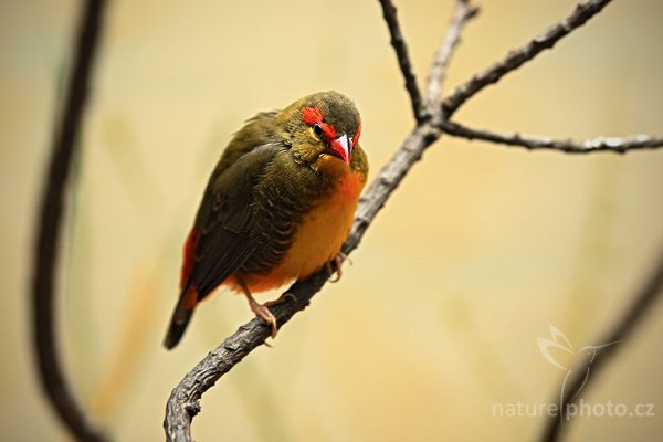 Zlatoprska malá (Amandava subflava), Zlatoprska malá (Amandava subflava) Zebra Waxbill, Autor: Ondřej Prosický | NaturePhoto.cz, Model: Canon EOS 5D Mark II, Objektiv: Canon EF 100mm f/2.8 Macro USM, Ohnisková vzdálenost (EQ35mm): 100 mm, fotografováno z ruky (IS), Clona: 4.5, Doba expozice: 1/50 s, ISO: 800, Kompenzace expozice: +1/3, Blesk: Ne, Vytvořeno: 10. dubna 2010 14:22:16, ZOO Berlin (Německo) 