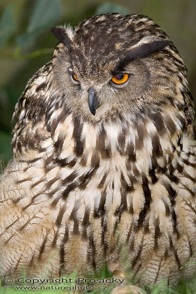 Výr velký (Bubo bubo), Výr velký (Bubo bubo), Autor: Ondřej Prosický, Model aparátu: Canon EOS 20D, Objektiv: Canon EF 400mm f/5.6 L USM, Ohnisková vzdálenost: 400.00 mm, monopod Manfrotto 681B + 234RC, Clona: 5.60, Doba expozice: 1/250 s, ISO: 400, Vyvážení expozice: -0.67, Blesk: Ano, Vytvořeno: 4. července 2005 10:35:06, Zayferus, Lednice (ČR) 