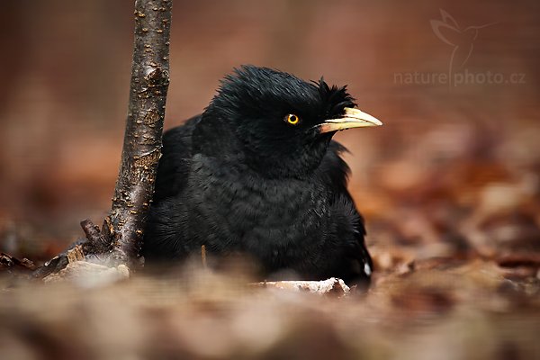 Majna chocholatá (Acridotheres cristatellus), Majna chocholatá (Acridotheres cristatellus), Crested MynaCrested Myna, Autor: Ondřej Prosický | NaturePhoto.cz, Model: Canon EOS 5D Mark II, Objektiv: Canon EF 500mm f/4 L IS USM, Ohnisková vzdálenost (EQ35mm): 500 mm, fotografováno z ruky (IS), Clona: 4.5, Doba expozice: 1/160 s, ISO: 200, Kompenzace expozice: -2/3, Blesk: Ne, Vytvořeno: 10. dubna 2010 13:58:17, ZOO Berlin (Německo) 