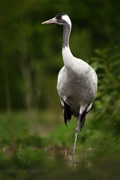 Jeřáb popelavý (Grus grus), Jeřáb popelavý (Grus grus) Common Crane, Autor: Ondřej Prosický | NaturePhoto.cz, Model: Canon EOS 5D Mark II, Objektiv: Canon EF 500mm f/4 L IS USM, Ohnisková vzdálenost (EQ35mm): 500 mm, fotografováno z ruky (IS), Clona: 4.0, Doba expozice: 1/640 s, ISO: 500, Kompenzace expozice: -1/3, Blesk: Ano, Vytvořeno: 8. května 2010 13:31:29, Avifauna (Holandsko)