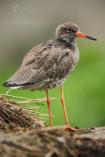 Vodouš rudonohý (Tringa totanus), Vodouš rudonohý (Tringa totanus), Comnon Redshank, Autor: Ondřej Prosický | NaturePhoto.cz, Model: Canon EOS 5D Mark II, Objektiv: Canon EF 500mm f/4 L IS USM, Ohnisková vzdálenost (EQ35mm): 700 mm, fotografováno z ruky (IS), Clona: 6.3, Doba expozice: 1/125 s, ISO: 1000, Kompenzace expozice: -1/3, Blesk: Ne, Vytvořeno: 10. dubna 2010 12:57:56, ZOO Berlin (Německo) 