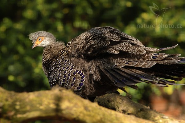 Bažant paví (Polyplectron bicalcaratum), Bažant paví (Polyplectron bicalcaratum) Grey Peacock–pheasant, Autor: Ondřej Prosický | NaturePhoto.cz, Model: Canon EOS-1D Mark III, Objektiv: Canon EF 500mm f/4 L IS USM, Ohnisková vzdálenost (EQ35mm): 260 mm, fotografováno z ruky (IS), Clona: 4.0, Doba expozice: 1/640 s, ISO: 800, Kompenzace expozice: -2/3, Blesk: Ne, Vytvořeno: 10. dubna 2010 14:50:31, ZOO Berlin (Německo) 