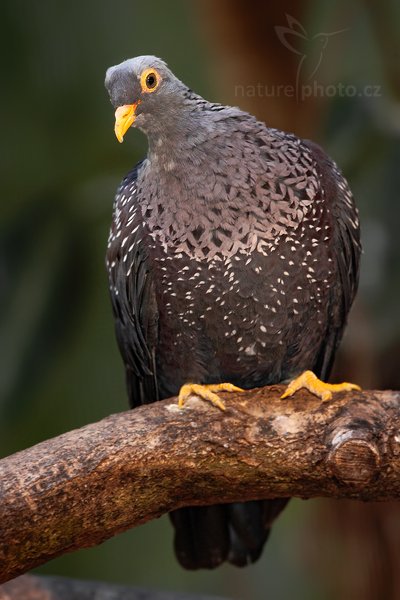 Holub olivový (Columba arquatrix), Holub olivový (Columba arquatrix), African Olive-Pigeon, Autor: Ondřej Prosický | NaturePhoto.cz, Model: Canon EOS 5D Mark II, Objektiv: Canon EF 500mm f/4 L IS USM, Ohnisková vzdálenost (EQ35mm): 500 mm, fotografováno z ruky (IS), Clona: 8.0, Doba expozice: 1/25 s, ISO: 1250, Kompenzace expozice: -1/3, Blesk: Ano, Vytvořeno: 4. dubna 2010 17:50:20, Parc des Oiseaux, Villars les Dombes (Francie)