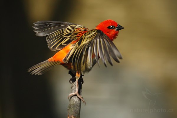 Snovatec madagaskarský (Foudia madagascariensis), Snovatec madagaskarský (Foudia madagascariensis), Madagaskar Red Fody, Autor: Ondřej Prosický | NaturePhoto.cz, Model: Canon EOS-1D Mark III, Objektiv: Canon EF 500mm f/4 L IS USM, Ohnisková vzdálenost (EQ35mm): 260 mm, fotografováno z ruky (IS), Clona: 4.5, Doba expozice: 1/3200 s, ISO: 1000, Kompenzace expozice: -1 2/3, Blesk: Ne, Vytvořeno: 10. dubna 2010 14:28:46, ZOO Berlin (Německo) 