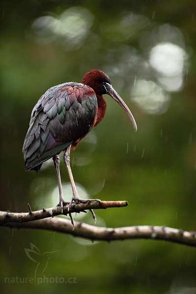 Ibis hnědý (Plegadis falcinellus), , Ibis hnědý (Plegadis falcinellus), Glossy Ibis, Autor: Ondřej Prosický | NaturePhoto.cz, Model: Canon EOS 5D Mark II, Objektiv: Canon EF 500mm f/4 L IS USM, Ohnisková vzdálenost (EQ35mm): 700 mm, fotografováno z ruky (IS), Clona: 6.3, Doba expozice: 1/320 s, ISO: 500, Kompenzace expozice: 0, Blesk: Ne, Vytvořeno: 8. května 2010 8:29:41, Avifauna (Holandsko)