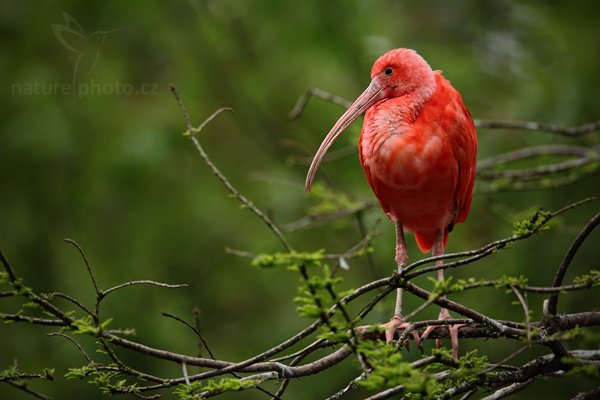 Ibis rudý (Eudocimus ruber), Ibis rudý (Eudocimus ruber), Scarlet Ibis, Autor: Ondřej Prosický | NaturePhoto.cz, Model: Canon EOS 5D Mark II, Objektiv: Canon EF 500mm f/4 L IS USM + TC Canon 1.4x, Ohnisková vzdálenost (EQ35mm): 700 mm, fotografováno z ruky (IS), Clona: 6.3, Doba expozice: 1/320 s, ISO: 500, Kompenzace expozice: 0, Blesk: Ne, Vytvořeno: 8. května 2010 8:29:41, Avifauna (Holandsko)