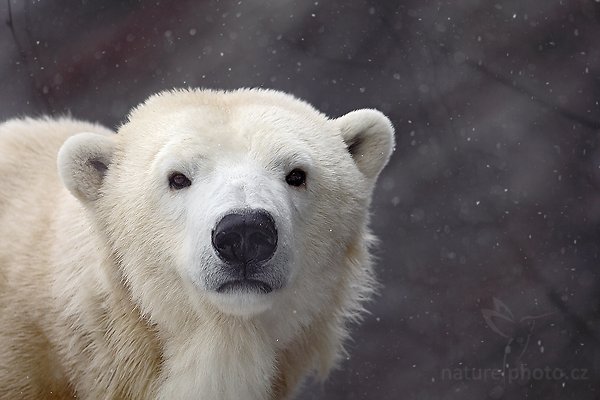 Medvěd lední (Ursus maritimus), Medvěd lední (Ursus maritimus), Polar Bear, Autor: Ondřej Prosický | NaturePhoto.cz, Model: Canon EOS 5D Mark II, Objektiv: Canon EF 500mm f/4 L IS USM, Ohnisková vzdálenost (EQ35mm): 500 mm, fotografováno z ruky (IS), Clona: 6.3, Doba expozice: 1/640 s, ISO: 640, Kompenzace expozice: -1/3, Blesk: Ne, Vytvořeno: 6. března 2010 13:49:43, ZOO Praha - Troja (Česko)