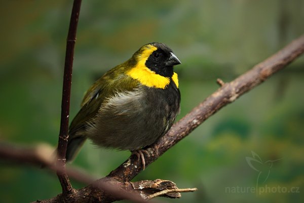 Kubánka malá (Tiaris canorus), Kubánka malá (Tiaris canorus), Cuban Grassquit, Autor: Ondřej Prosický | NaturePhoto.cz, Model: Canon EOS 5D Mark II, Objektiv: Canon EF 100mm f/2.8 Macro USM, Ohnisková vzdálenost (EQ35mm): 100 mm, fotografováno z ruky (IS), Clona: 4.5, Doba expozice: 1/80 s, ISO: 800, Kompenzace expozice: 0, Blesk: Ano, Vytvořeno: 10. dubna 2010 14:27:37, ZOO Berlin (Německo) 