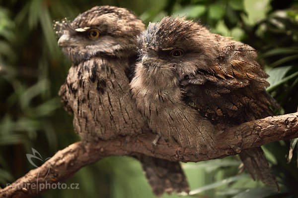 zatím neurčeno, zatím neurčeno, Autor: Ondřej Prosický | NaturePhoto.cz, Model: Canon EOS 5D Mark II, Objektiv: Canon EF 500mm f/4 L IS USM, Ohnisková vzdálenost (EQ35mm): 100 mm, fotografováno z ruky (IS), Clona: 2.8, Doba expozice: 1/250 s, ISO: 800, Kompenzace expozice: -1/3, Blesk: Ano, Vytvořeno: 10. dubna 2010 15:32:42, ZOO Berlin (Německo) 