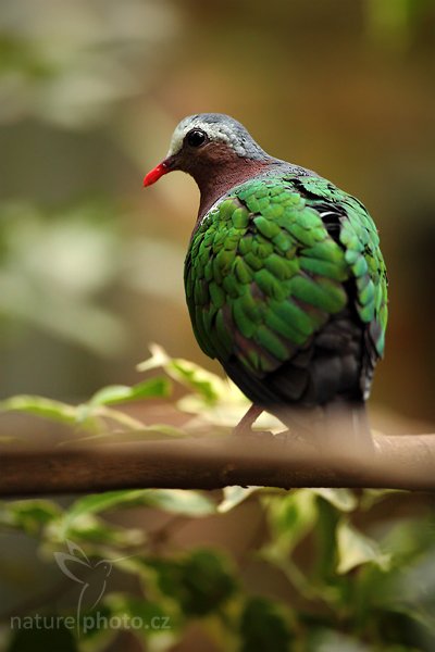 Holub zelenokřídlý (Chalcophaps indica), Holub zelenokřídlý (Chalcophaps indica), Green-winged Dove, Autor: Ondřej Prosický | NaturePhoto.cz, Model: Canon EOS 5D Mark II, Objektiv: Canon EF 500mm f/4 L IS USM, Ohnisková vzdálenost (EQ35mm): 500 mm, fotografováno z ruky (IS), Clona: 4.0, Doba expozice: 1/250 s, ISO: 1600, Kompenzace expozice: -1/3, Blesk: Ne, Vytvořeno: 7. května 2010 16:24:34, Avifauna (Holandsko)