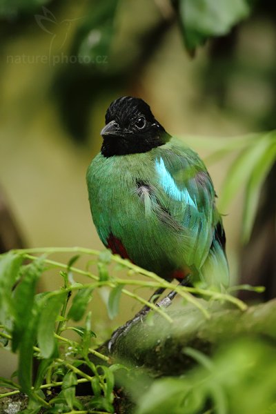 Pita kápovitá (Pitta sordida mulleri), Pita kápovitá (Pitta sordida mulleri), Hooded Pitta, Autor: Ondřej Prosický | NaturePhoto.cz, Model: Canon EOS 5D Mark II, Objektiv: Canon EF 500mm f/4 L IS USM, Ohnisková vzdálenost (EQ35mm): 500 mm, fotografováno z ruky (IS), Clona: 4.0, Doba expozice: 1/160 s, ISO: 1600, Kompenzace expozice: +1/3, Blesk: Ano, Vytvořeno: 8. května 2010 15:10:05, Avifauna (Holandsko)