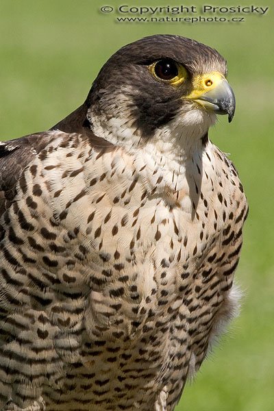 Sokol stěhovavý (Falco peregrinus), Sokol stěhovavý (Falco peregrinus), Autor: Ondřej Prosický, Model aparátu: Canon EOS 20D, Objektiv: Canon EF 400mm f/5.6 L USM, Ohnisková vzdálenost: 400.00 mm, monopod Manfrotto 681B + 234RC, Clona: 20.00, Doba expozice: 1/250 s, ISO: 400, Vyvážení expozice: -0.67, Blesk: Ano, Vytvořeno: 4. července 2005 10:36:04, Zayferus, Lednice (ČR)