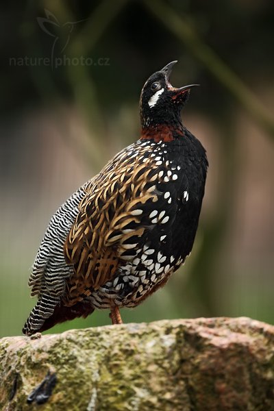 Frankolín obecný (Francolinus francolinus), Frankolín obecný (Francolinus francolinus), Black Francolin, Autor: Ondřej Prosický | NaturePhoto.cz, Model: Canon EOS 5D Mark II, Objektiv: Canon EF 500mm f/4 L IS USM, Ohnisková vzdálenost (EQ35mm): 500 mm, fotografováno z ruky (IS), Clona: 4.0, Doba expozice: 1/100 s, ISO: 800, Kompenzace expozice: -1, Blesk: Ne, Vytvořeno: 10. dubna 2010 12:44:23, ZOO Berlin (Německo)  