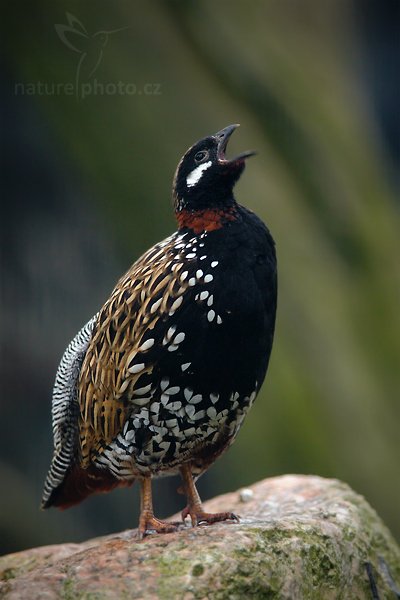 Frankolín obecný (Francolinus francolinus), Frankolín obecný (Francolinus francolinus), Black Francolin, Autor: Ondřej Prosický | NaturePhoto.cz, Model: Canon EOS-1D Mark III, Objektiv: Canon EF 200mm f/2.8 L USM, Ohnisková vzdálenost (EQ35mm): 364 mm, fotografováno z ruky (IS), Clona: 4.0, Doba expozice: 1/40 s, ISO: 1000, Kompenzace expozice: -1, Blesk: Ne, Vytvořeno: 10. dubna 2010 13:47:20, ZOO Berlin (Německo)