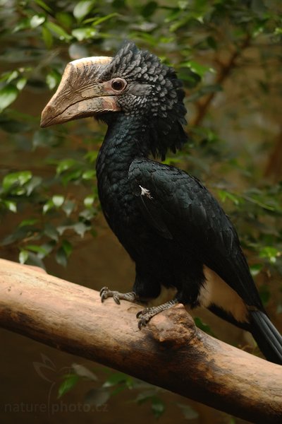 Zoborožec šedolící (Bycanistes brevis), Zoborožec šedolící (Bycanistes brevis) Silvery-cheeked Hornbill, Autor: Ondřej Prosický | NaturePhoto.cz, Model: Canon EOS-1D Mark III, Objektiv: Canon EF 200mm f/2.8 LUSM, Ohnisková vzdálenost (EQ35mm): 260 mm, fotografováno z ruky (IS), Clona: 2.8, Doba expozice: 1/100 s, ISO: 1600, Kompenzace expozice: -1 1/3, Blesk: Ne, Vytvořeno: 10. dubna 2010 16:00:34, ZOO Berlin (Německo) 