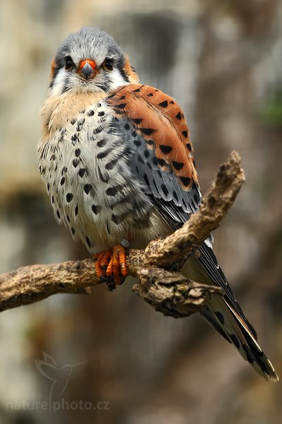 Poštolka pestrá (Falco sparverius), Poštolka pestrá (Falco sparverius), American Kestrel, Autor: Ondřej Prosický | NaturePhoto.cz, Model: Canon EOS-1D Mark III, Objektiv: Canon EF 200mm f/2.8 L USM, Ohnisková vzdálenost (EQ35mm): 260 mm, fotografováno z ruky (IS), Clona: 5.0, Doba expozice: 1/160 s, ISO: 400, Kompenzace expozice: -2/3, Blesk: Ne, Vytvořeno: 10. dubna 2010 12:33:44, ZOO Berlin (Německo)
Vygenerováno 6. června 2010 v 12:05:57 programem Z