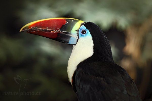 Tukan rudozobý (Ramphastos tucanus), Tukan rudozobý (Ramphastos tucanus), White-throated toucan Autor: Ondřej Prosický | NaturePhoto.cz, Model: Canon EOS 5D Mark II, Objektiv: Canon EF 100mm f/2.8 Macro USM, Ohnisková vzdálenost (EQ35mm): 100 mm, fotografováno z ruky (IS), Clona: 3.2, Doba expozice: 1/200 s, ISO: 500, Kompenzace expozice: -1 2/3, Blesk: Ano, Vytvořeno: 4. dubna 2010 14:08:26, Parc des Oiseaux, Villars les Dombes, (Francie)