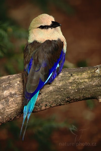 Mandelík modrobřichý (Coracias cyanogaster), Blue-bellied Roller, Autor: Ondřej Prosický | NaturePhoto.cz, Model: Canon EOS 5D Mark II, Objektiv: Canon EF 200mm f/2.8 L USM, Ohnisková vzdálenost (EQ35mm): 200 mm, stativ Gitzo, Clona: 2.8, Doba expozice: 1/320 s, ISO: 400, Kompenzace expozice: -2/3, Blesk: Ano, Vytvořeno: 4. dubna 2010 15:15:13, Parc des Oiseaux, Villars les Dombes (Francie)