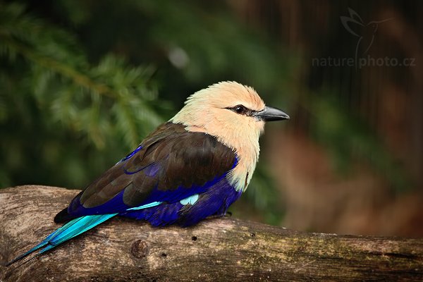 Mandelík modrobřichý (Coracias cyanogaster), Mandelík modrobřichý (Coracias cyanogaster) Blue-bellied Roller, Autor: Ondřej Prosický | NaturePhoto.cz, Model: Canon EOS 5D Mark II, Objektiv: Canon EF 200mm f/2.8 L USM, Ohnisková vzdálenost (EQ35mm): 200 mm, stativ Gitzo, Clona: 2.8, Doba expozice: 1/320 s, ISO: 400, Kompenzace expozice: -2/3, Blesk: Ano, Vytvořeno: 4. dubna 2010 15:15:13, Parc des Oiseaux, Villars les Dombes (Francie)