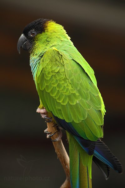 Nandej černohlavý (Nandayus nenday), Nandej černohlavý (Nandayus nenday), Nanday Conure, Autor: Ondřej Prosický | NaturePhoto.cz, Model: Canon EOS-1D Mark IV, Objektiv: Canon EF 500mm f/4 L IS USM, Ohnisková vzdálenost (EQ35mm): 260 mm, stativ Gitzo, Clona: 3.2, Doba expozice: 1/200 s, ISO: 800, Kompenzace expozice: -2/3, Blesk: Ne, Vytvořeno: 8. května 2010 10:59:44, Avifauna (Holandsko)  