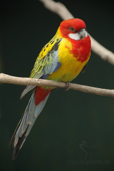 Rozela pestrá (Platycercus eximius), Rozela pestrá (Platycercus eximius), Eastern Rosella, Autor: Ondřej Prosický | NaturePhoto.cz, Model: Canon EOS-1D Mark IV, Objektiv: Canon EF 200mm f/2.8 L USM, Ohnisková vzdálenost (EQ35mm): 260 mm, stativ Gitzo, Clona: 3.5, Doba expozice: 1/400 s, ISO: 1250, Kompenzace expozice: -1, Blesk: Ne, Vytvořeno: 8. května 2010 11:05:57, Avifauna (Holandsko) 