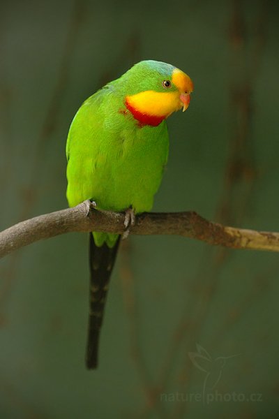 Papoušek nádherný (Polytelis swainsonii), Papoušek nádherný (Polytelis swainsonii), Superb Parrot, Autor: Ondřej Prosický | NaturePhoto.cz, Model: Canon EOS-1D Mark IV, Objektiv: Canon EF 500mm f/4 L IS USM, Ohnisková vzdálenost (EQ35mm): 260 mm, stativ Gitzo, Clona: 3.5, Doba expozice: 1/100 s, ISO: 1250, Kompenzace expozice: -1, Blesk: Ne, Vytvořeno: 8. května 2010 11:05:28, Avifauna (Holandsko)