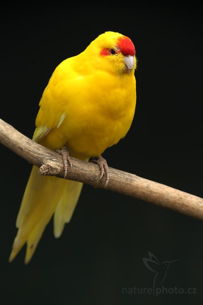 Kakariky červenočelý (Cyanoramphus novaezelandiae), Kakariky červenočelý (Cyanoramphus novaezelandiae), Red-crowned Parakeet, Autor: Ondřej Prosický | NaturePhoto.cz, Model: Canon EOS-1D Mark IV, Objektiv: Canon EF 200mm f/2.8 L USM, Ohnisková vzdálenost (EQ35mm): 260 mm, stativ Gitzo, Clona: 3.2, Doba expozice: 1/250 s, ISO: 800, Kompenzace expozice: -2/3, Blesk: Ne, Vytvořeno: 8. května 2010 10:55:14, Avifauna (Holandsko) 