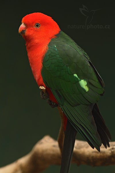 Papoušek královský (Alisterus scapularis), Papoušek královský (Alisterus scapularis), Australian King Parrot, Autor: Ondřej Prosický | NaturePhoto.cz, Model: Canon EOS-1D Mark IV, Objektiv: Canon EF 200mm f/2.8 L USM, Ohnisková vzdálenost (EQ35mm): 260 mm, stativ Gitzo, Clona: 5.0, Doba expozice: 1/100 s, ISO: 800, Kompenzace expozice: -1, Blesk: Ne, Vytvořeno: 8. května 2010 11:03:50, Avifauna (Holandsko) 