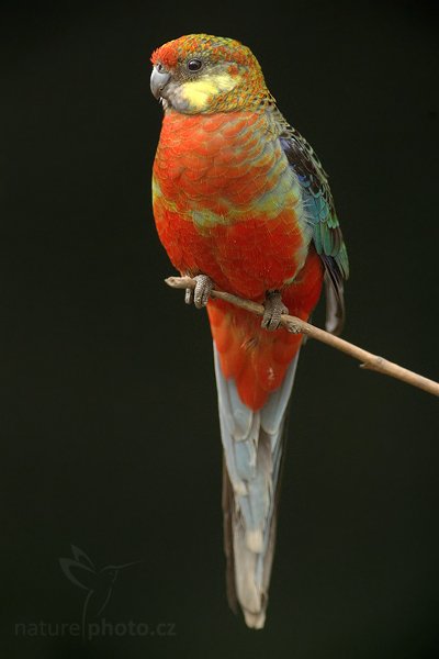 Rozela žlutolící (Platycercus icterotis), Rozela žlutolící (Platycercus icterotis), Western Rosella, Autor: Ondřej Prosický | NaturePhoto.cz, Model: Canon EOS-1D Mark IV, Objektiv: Canon EF 200mm f/2.8 L USM, Ohnisková vzdálenost (EQ35mm): 260 mm, stativ Gitzo, Clona: 3.2, Doba expozice: 1/320 s, ISO: 800, Kompenzace expozice: -1, Blesk: Ne, Vytvořeno: 8. května 2010 11:00:52, Avifauna (Holandsko)