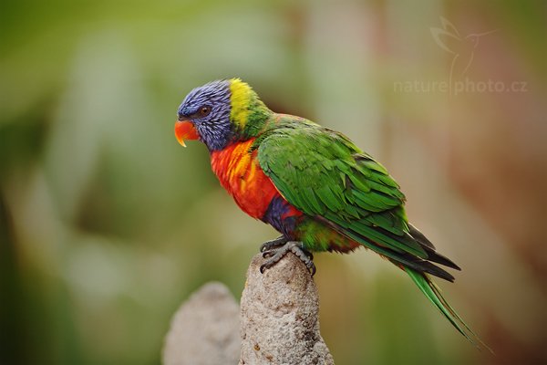 Lori mnohobarvý (Trichoglossus haematodus), Lori mnohobarvý (Trichoglossus haematodus) Rainbow Lorikeets, Autor: Ondřej Prosický | NaturePhoto.cz, Model: Canon EOS 5D Mark II, Objektiv: Canon EF 500mm f/4 L IS USM, Ohnisková vzdálenost (EQ35mm): 500 mm, stativ Gitzo, Clona: 5.0, Doba expozice: 1/160 s, ISO: 400, Kompenzace expozice: -1/3, Blesk: Ne, Vytvořeno: 8. května 2010 9:40:28, Avifauna (Holandsko)