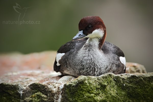 Morčák bílý (Mergus albellus), Morčák bílý (Mergus albellus) Smew, Autor: Ondřej Prosický | NaturePhoto.cz, Model: Canon EOS 5D Mark II, Objektiv: Canon EF 500mm f/4 L IS USM, Ohnisková vzdálenost (EQ35mm): 500 mm, stativ Gitzo, Clona: 4.5, Doba expozice: 1/250 s, ISO: 200, Kompenzace expozice: -2/3, Blesk: Ne, Vytvořeno: 10. dubna 2010 14:04:36, ZOO Berlin (Německo)