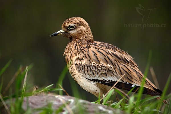 Dytík úhorní (Burhinus oedicnemus), Dytík úhorní (Burhinus oedicnemus) Stone Curlew, Autor: Ondřej Prosický | NaturePhoto.cz, Model: Canon EOS 5D Mark II, Objektiv: Canon EF 500mm f/4 L IS USM, Ohnisková vzdálenost (EQ35mm): 700 mm, stativ Gitzo, Clona: 6.3, Doba expozice: 1/125 s, ISO: 1000, Kompenzace expozice: -1/3, Blesk: Ne, Vytvořeno: 10. dubna 2010 13:00:51, ZOO Berlin (Německo)