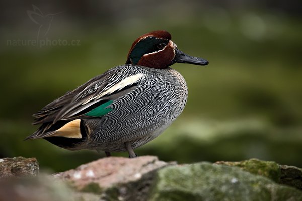 Čírka obecná (Anas crecca), Čírka obecná (Anas crecca) Camnon Teal, Autor: Ondřej Prosický | NaturePhoto.cz, Model: Canon EOS 5D Mark II, Objektiv: Canon EF 500mm f/4 L IS USM, Ohnisková vzdálenost (EQ35mm): 700 mm, stativ Gitzo, Clona: 5.6, Doba expozice: 1/500 s, ISO: 1000, Kompenzace expozice: -2/3, Blesk: Ne, Vytvořeno: 10. dubna 2010 13:10:48, ZOO Berlin (Německo) 