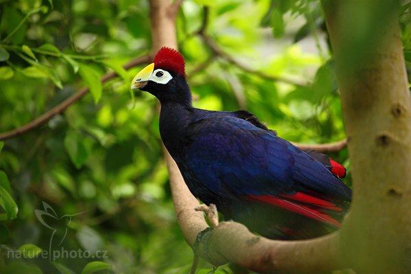 Banánovec chocholatý (Musophaga rossae), Banánovec chocholatý (Musophaga rossae), Ross´s Turaco, Autor: Ondřej Prosický | NaturePhoto.cz, Model: Canon EOS 5D Mark II, Objektiv: Canon EF 500mm f/4 L IS USM, Ohnisková vzdálenost (EQ35mm): 500 mm, stativ Gitzo, Clona: 4.0, Doba expozice: 1/160 s, ISO: 1600, Kompenzace expozice: +1/3, Blesk: Ano, Vytvořeno: 7. května 2010 15:46:03, Avifauna (Holandsko)