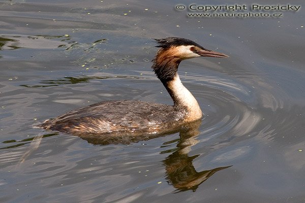 Potápka roháč (Podiceps cristatus), Autor: Ondřej Prosický, Model aparátu: Canon EOS 20D, Objektiv: Canon EF 400mm f/5.6 L USM, Ohnisková vzdálenost: 400.00 mm, monopod Manfrotto 681B + 234RC, Clona: 16.00, Doba expozice: 1/250 s, ISO: 400, Vyvážení expozice: 0.00, Blesk: Ne, Vytvořeno: 4. července 2005 14:30:01, Lednicko-valtický areál (ČR)