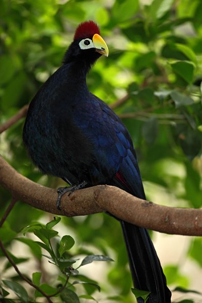 Banánovec chocholatý (Musophaga rossae), Banánovec chocholatý (Musophaga rossae), Ross´s Turaco, Autor: Ondřej Prosický | NaturePhoto.cz, Model: Canon EOS 5D Mark II, Objektiv: Canon EF 500mm f/4 L IS USM, Ohnisková vzdálenost (EQ35mm): 500 mm, stativ Gitzo, Clona: 4.0, Doba expozice: 1/100 s, ISO: 1600, Kompenzace expozice: +1/3, Blesk: Ano, Vytvořeno: 7. května 2010 15:43:02, Avifauna (Holandsko) 