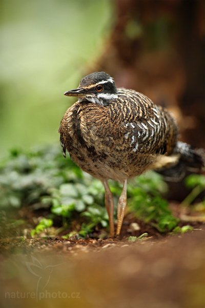 Slunatec nádherný (Eurypyga helias), Slunatec nádherný (Eurypyga helias) Sun Bittern, Autor: Ondřej Prosický | NaturePhoto.cz, Model: Canon EOS 5D Mark II, Objektiv: Canon EF 500mm f/4 L IS USM, Ohnisková vzdálenost (EQ35mm): 500 mm, stativ Gitzo, Clona: 4.5, Doba expozice: 1/160 s, ISO: 1600, Kompenzace expozice: +2/3, Blesk: Ano, Vytvořeno: 7. května 2010 15:58:40, Avifauna (Holandsko) 