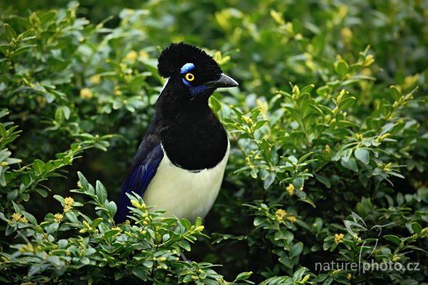 Sojka chocholkatá (Cyanocorax chrysops), Sojka chocholkatá (Cyanocorax chrysops) Plush crested Jay, Autor: Ondřej Prosický | NaturePhoto.cz, Model: Canon EOS 5D Mark II, Objektiv: Canon EF 500mm f/4 L IS USM, Ohnisková vzdálenost (EQ35mm): 500 mm, stativ Gitzo, Clona: 4.0, Doba expozice: 1/80 s, ISO: 400, Kompenzace expozice: -1, Blesk: Ne, Vytvořeno: 10. dubna 2010 12:39:49, ZOO Berlin (Německo)