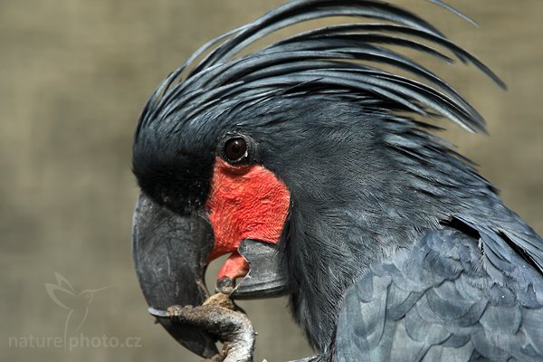 Kakadu arový (Probosciger aterrimus), Kakadu arový (Probosciger aterrimus) Palm Cockatoo, Autor: Ondřej Prosický | NaturePhoto.cz, Model: Canon EOS-1D Mark III, Objektiv: Canon EF 500mm f/4 L IS USM, Ohnisková vzdálenost (EQ35mm): 260 mm, stativ Gitzo, Clona: 5.6, Doba expozice: 1/250 s, ISO: 800, Kompenzace expozice: -2/3, Blesk: Ne, Vytvořeno: 10. dubna 2010 14:36:12, ZOO Berlin (Německo)