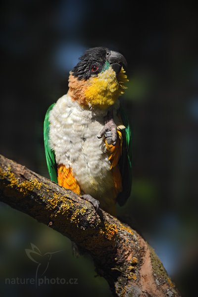 Amazónek černotemenný (Pionites melanocephala), Amazónek černotemenný (Pionites melanocephala), Black-crovned Parrot Autor: Ondřej Prosický | NaturePhoto.cz, Model: Canon EOS 5D Mark II, Objektiv: Canon EF 500mm f/4 L IS USM, Ohnisková vzdálenost (EQ35mm): 500 mm, stativ Gitzo, Clona: 5.6, Doba expozice: 1/2000 s, ISO: 400, Kompenzace expozice: -1 1/3, Blesk: Ano, Vytvořeno: 4. dubna 2010 14:46:05, Parc des Oiseaux, Villars les Dombes, (Francie)  
