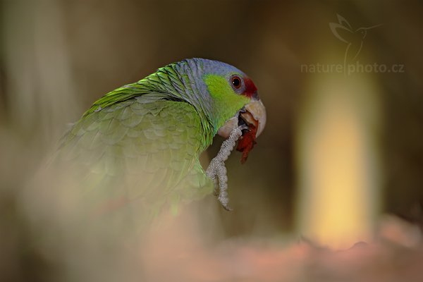 Aratinga dlouhoocasý (Aratinga acuticaudata), Aratinga dlouhoocasý (Aratinga acuticaudata), Blue-crowned Parakeet, Autor: Ondřej Prosický | NaturePhoto.cz, Model: Canon EOS 5D Mark II, Objektiv: Canon EF 500mm f/4 L IS USM, Ohnisková vzdálenost (EQ35mm): 500 mm, stativ Gitzo, Clona: 5.0, Doba expozice: 1/1000 s, ISO: 400, Kompenzace expozice: -1, Blesk: Ano, Vytvořeno: 4. dubna 2010 14:31:22, Parc des Oiseaux, Villars les Dombes, (Francie)  