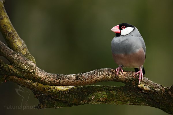 Rýžovník šedý (Padda oryzivora), Rýžovník šedý (Padda oryzivora), Java Sparrov, Autor: Ondřej Prosický | NaturePhoto.cz, Model: Canon EOS 5D Mark II, Objektiv: Canon EF 500mm f/4 L IS USM, Ohnisková vzdálenost (EQ35mm): 500 mm, stativ Gitzo, Clona: 6.3, Doba expozice: 1/100 s, ISO: 200, Kompenzace expozice: -1, Blesk: Ano, Vytvořeno: 4. dubna 2010 13:49:34, Parc des Oiseaux, Villars les Dombes, (Francie)