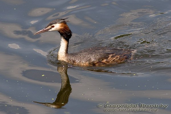 Potápka roháč (Podiceps cristatus), Autor: Ondřej Prosický, Model aparátu: Canon EOS 20D, Objektiv: Canon EF 400mm f/5.6 L USM, Ohnisková vzdálenost: 400.00 mm, monopod Manfrotto 681B + 234RC, Clona: 8.00, Doba expozice: 1/1000 s, ISO: 400, Vyvážení expozice: 0.00, Blesk: Ne, Vytvořeno: 4. července 2005 14:30:24, Lednicko-valtický areál (ČR) 