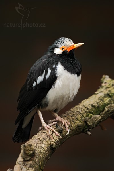 Špaček indomalajský (Sturnus contra), Špaček indomalajský (Sturnus contra) Asia Piend Starling, Autor: Ondřej Prosický | NaturePhoto.cz, Model: Canon EOS 5D Mark II, Objektiv: Canon EF 500mm f/4 L IS USM, Ohnisková vzdálenost (EQ35mm): 500 mm, stativ Gitzo, Clona: 5.0, Doba expozice: 1/320 s, ISO: 400, Kompenzace expozice: -1, Blesk: Ne, Vytvořeno: 10. dubna 2010 12:25:21, ZOO Berlin (Německo)